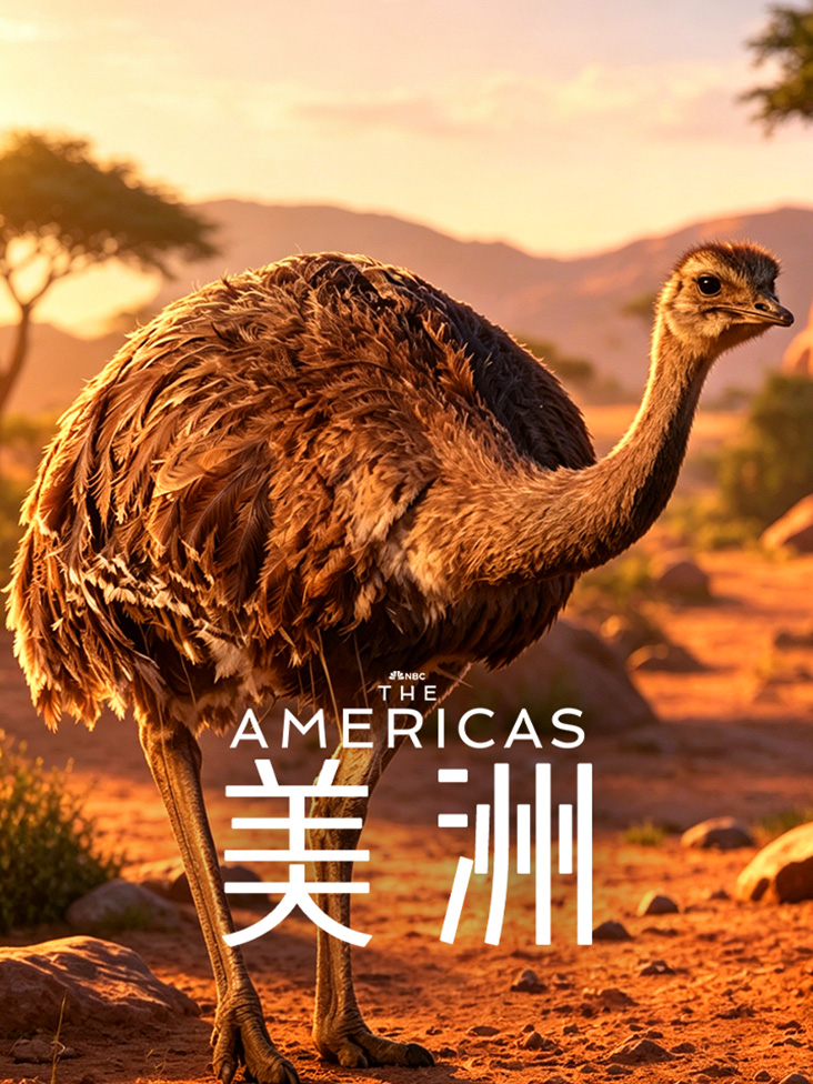 美洲